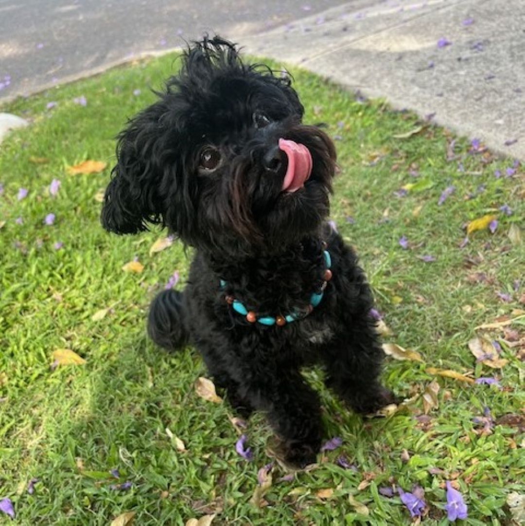 Turquoise Love Hearts with Outback Jasper